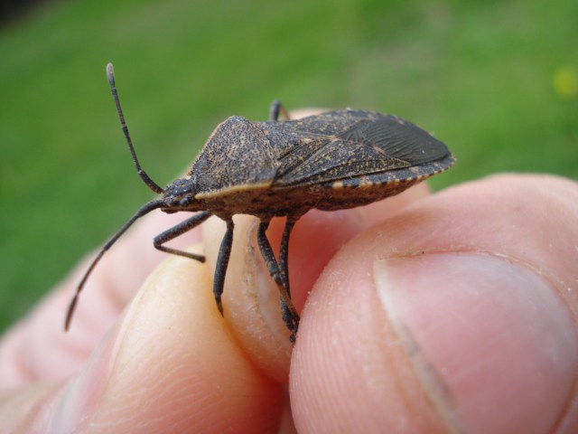 The Bug Makes Life Worse Indeed  An assassin bug actually sucks the blood of those it bites. They mate during summers or late season of the spring. Assassin bugs are usually said to be attracted to lights that are very bright. Therefore, people who have bright lights in their homes at night in the areas where these bugs are found, need to be careful. In fact, there is a huge probability that an assassin bug will find its way around your mattress and stay put during the day.